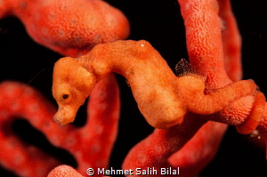 Denise's pygmy sea horse. No Crop. by Mehmet Salih Bilal 
